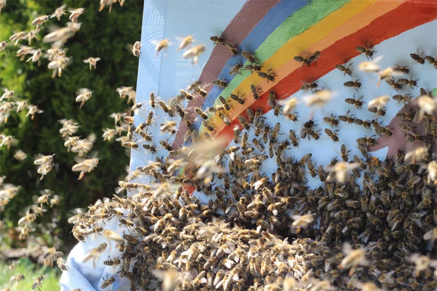Rapunzel-Betriebsbienen auf dem Betriebsgelände in Legau - ein Zeichen gegen das Bienensterben und für die Artenvielfalt.