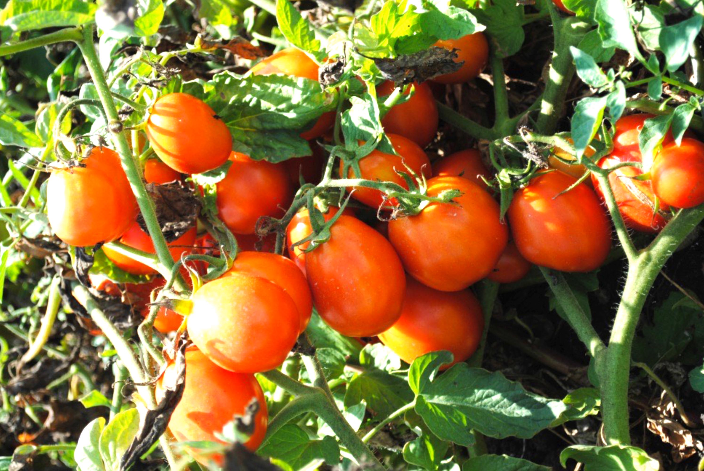 Samenfeste Tomatensorte Mauro Rosso - von Rapunzel, Sativa und Bauern aus Italien  entwickelt - zur Erhaltung der Sortenvielfalt und Unabhängigkeit von Saatgut Monopolen.